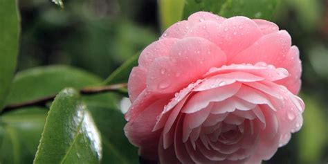 山茶花寓意|山茶花：花语、象征与寓意的深度解读